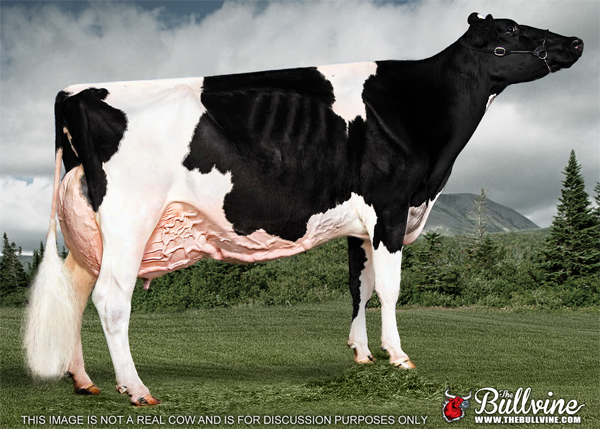 The Bullvine Holstein Mature Model Cow Read More at www.thebullvine.com/the-bullvine/perfect-holstein-cow/ 