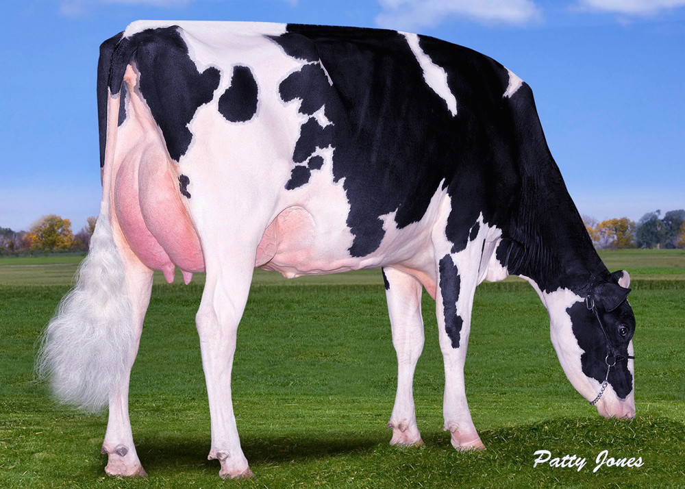 The top seller in the sale, a 1st Choice Liquid Gold from Cookiecutter MOM Hue VG-88-CAN 2yr. brought € 41.000 and goes to Ascol in Spain. 