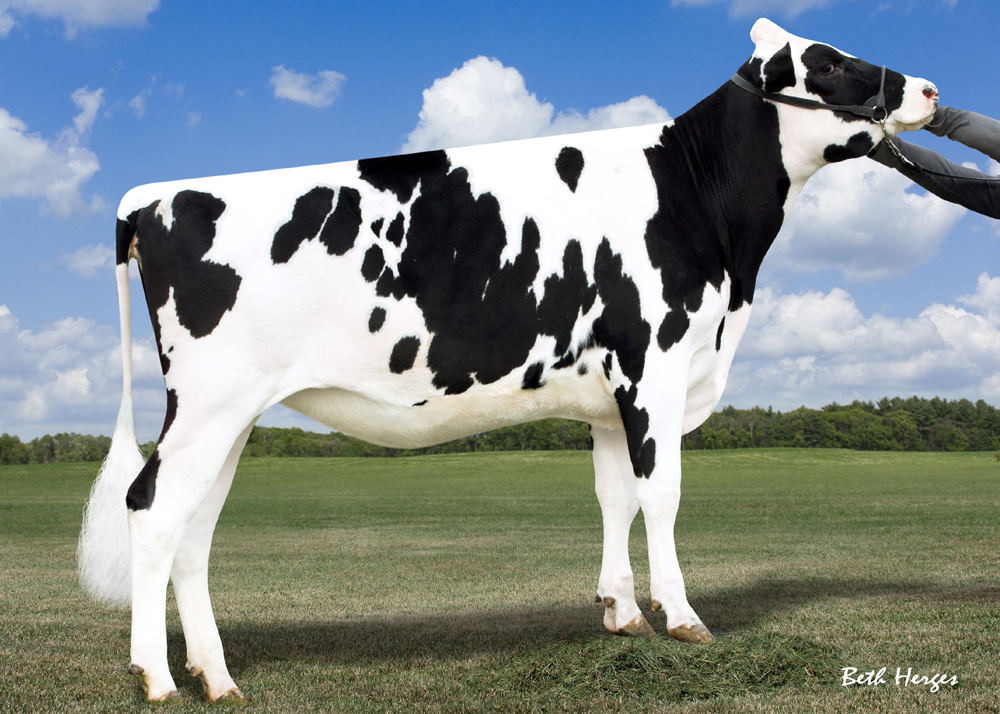 De-Su 199 Chart Topper" In partnership with TAG, Bryhil purchased Chart Toppers 1st Choice Numero Uno daughter for $79,000 at World Classic Sale 2011