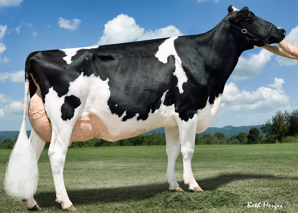  Luck-E Advent Atlanta EX-92 3yr Max Score Atlanta is a full sister to the dam of 200H6450 Adonis-Red. 