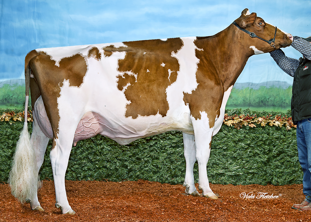 Luck-E Advent Kandie-Red EX-92-95-MS 2yr Daughter of LUCK-E RUBENS KAYLIE *RC EX-92