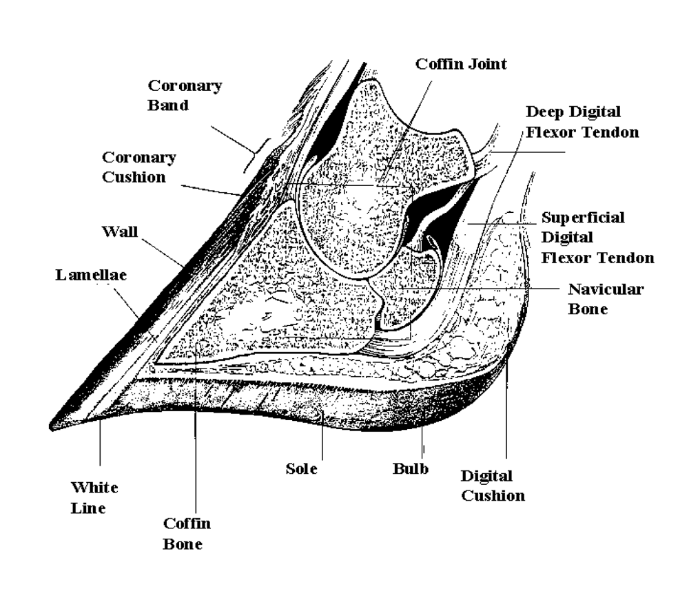 Diagram – cross section of the foot
