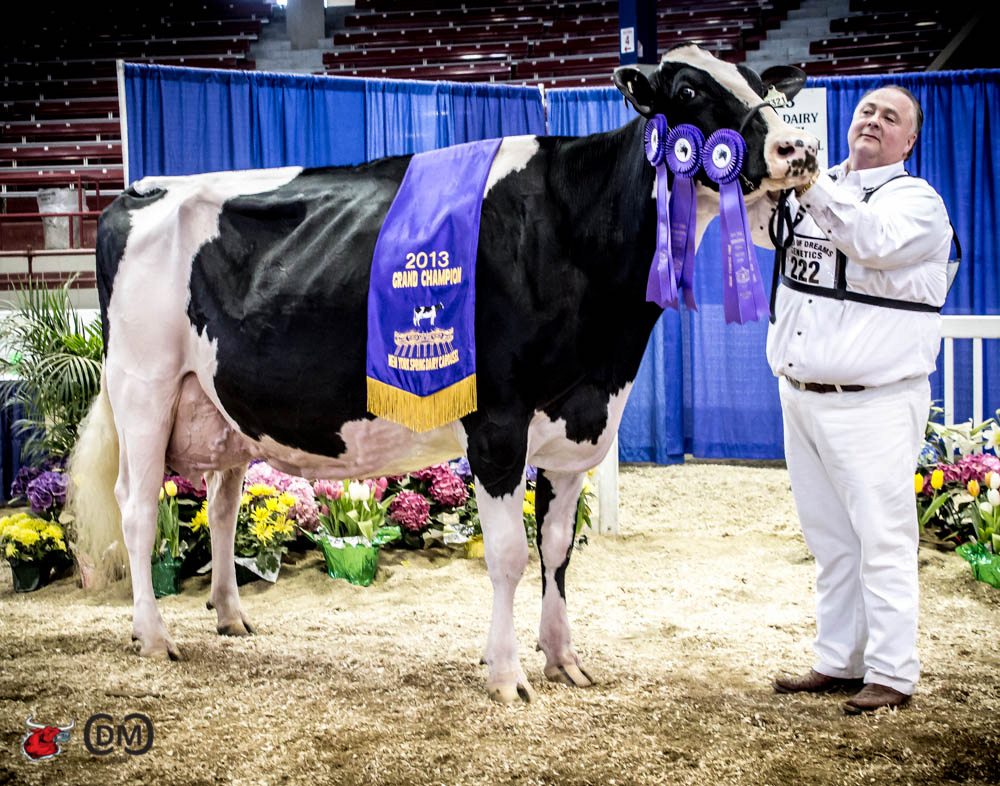 RF Goldwyn Hailey - A great show cow who just loves to dance