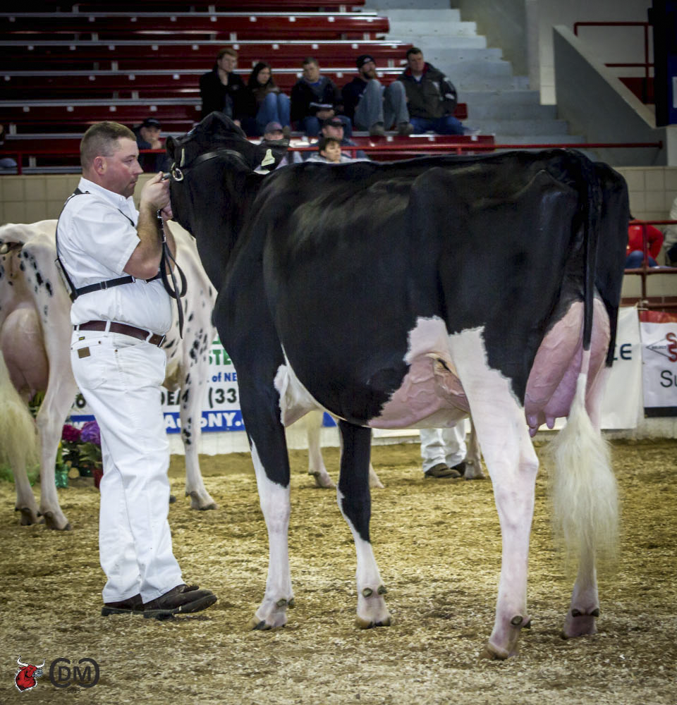 Arcroix Goldwyn Jamaique - 2nd place Sr. 2yr old and Reserve Intermediate Champion