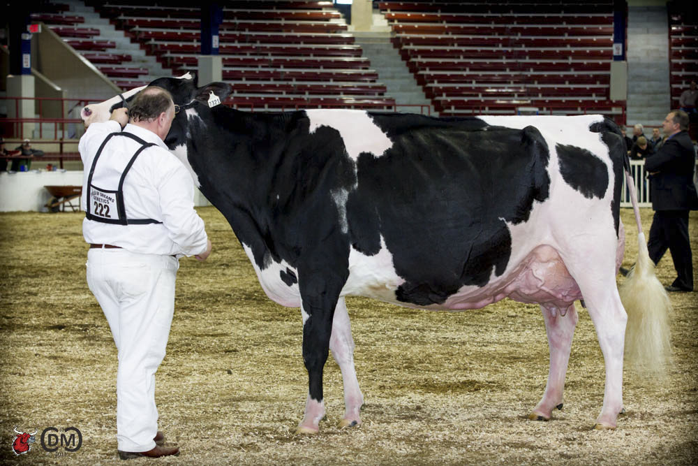 RF GOLDWYN HAILEY EX-97-CAN Considered by many to be one of the most balanced conformation cows in the history of the Holstein breed.