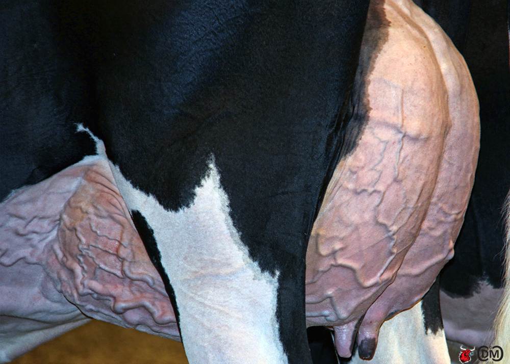 This mammary system photo of VALLEYVILLE RAE LYNN owned by Quality Holsteins has been seen by over 200,000 people and shared thousands of times.