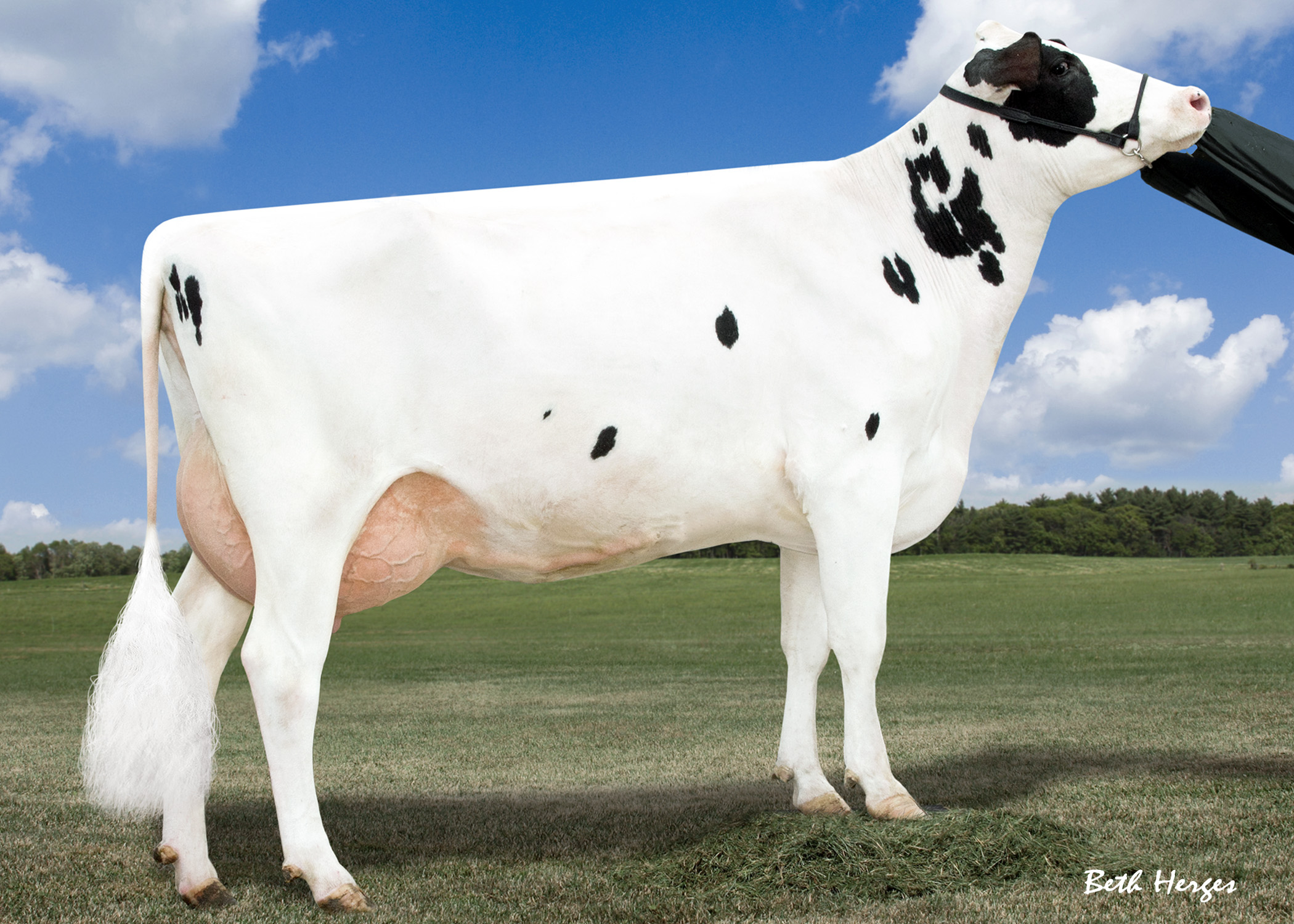  Larcrest Case-ETS VG-86-2YR VG-MS  Her Massey daughter with a gTPI of +2505 sold to Alta Genetics for $185,000