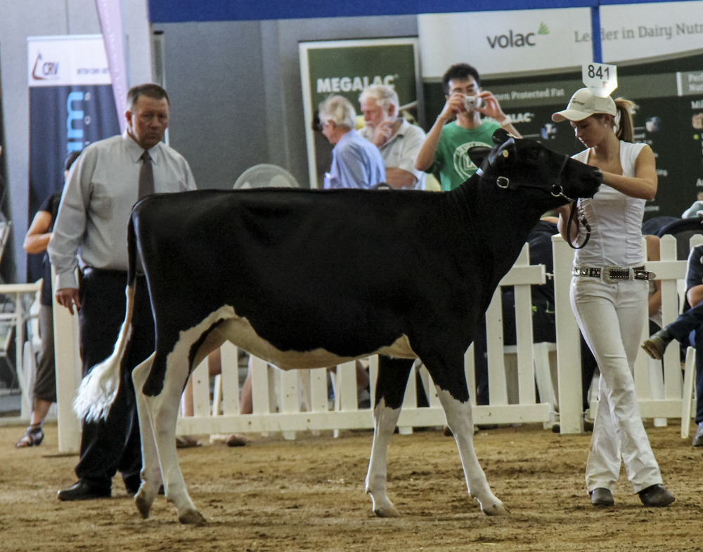 Bluechip Alexander Whynot Recent Jr Champion  at IDW.  Owned by Bluechip Genetics & Averill Leslie