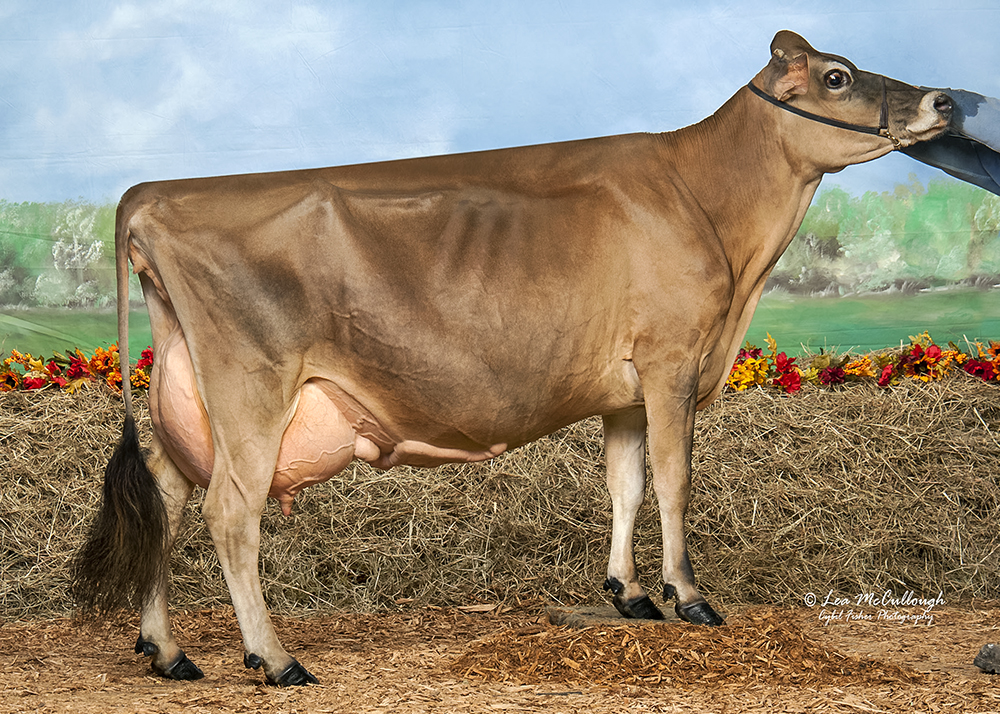 Gabys Artist Ambrosia EX 91 Former #1 JPI Cow (for 24 months) Two Second-calve daughters with maximum lactation scores in the US of EX-91 Five sons in A.I. 4th generation EX bull dam