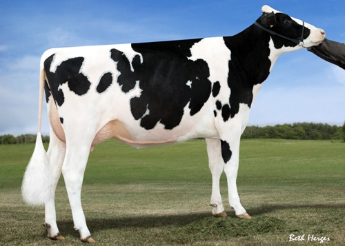 Farnear-TBR Bowser Boyana VG-86 2 yr old GTPI +2143 – PTAT +3.67 – UDC +3.60