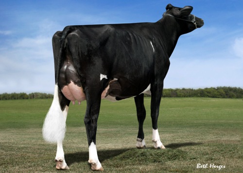 KA-GEO Golden Rae VG-89 2 yr old 3rd Winter Yearling, NY Spring 2012