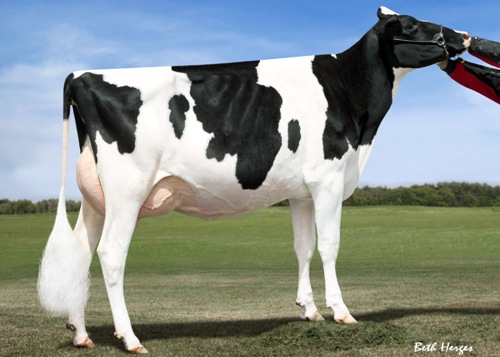 refle Angola Goldwing VG-86 2 yr old 5th Fall Yearling, WDE 2012