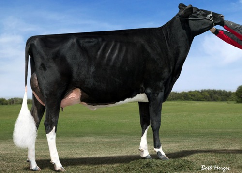 Pellerat Jasper Ginger VG-89 2 yr old Nominated All American & All Canadian Fall Yearling 2013 3rd Fall Yearling, WDE 2012