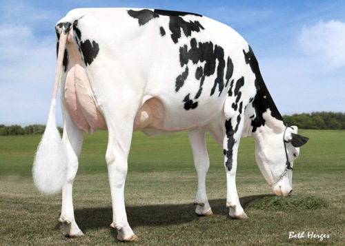 MS C-Haven Oman Kool VG-87 2 yr old #10 Man-O-Man in North America – GTPI +2283 – PTAT +2.85 – UDC +2.30