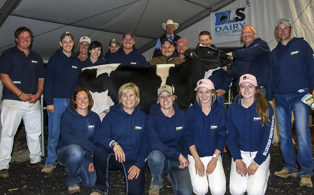 Top price at the Bluechip sale was Bluechip Goldwyn Frosty, Goldwyn X Dundee x Harvue Roy Frosty, sold for Top price $72000 (Pictured here with the outstanding sale crew)