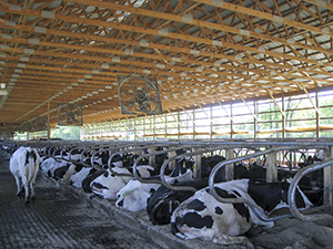 cows lying in freestalls