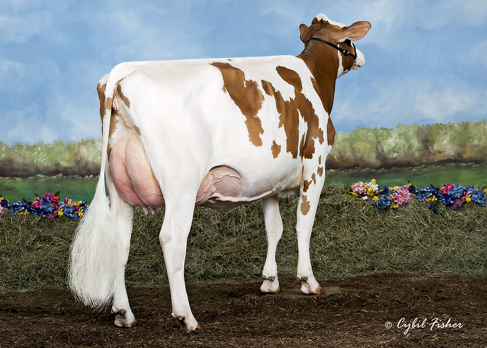 Briar Berry Contd Tabby-Red VG-89 1st Sr. 2-year-old NY Spring Show 2013 Nom. All-American R&W Winter Yearling 2012