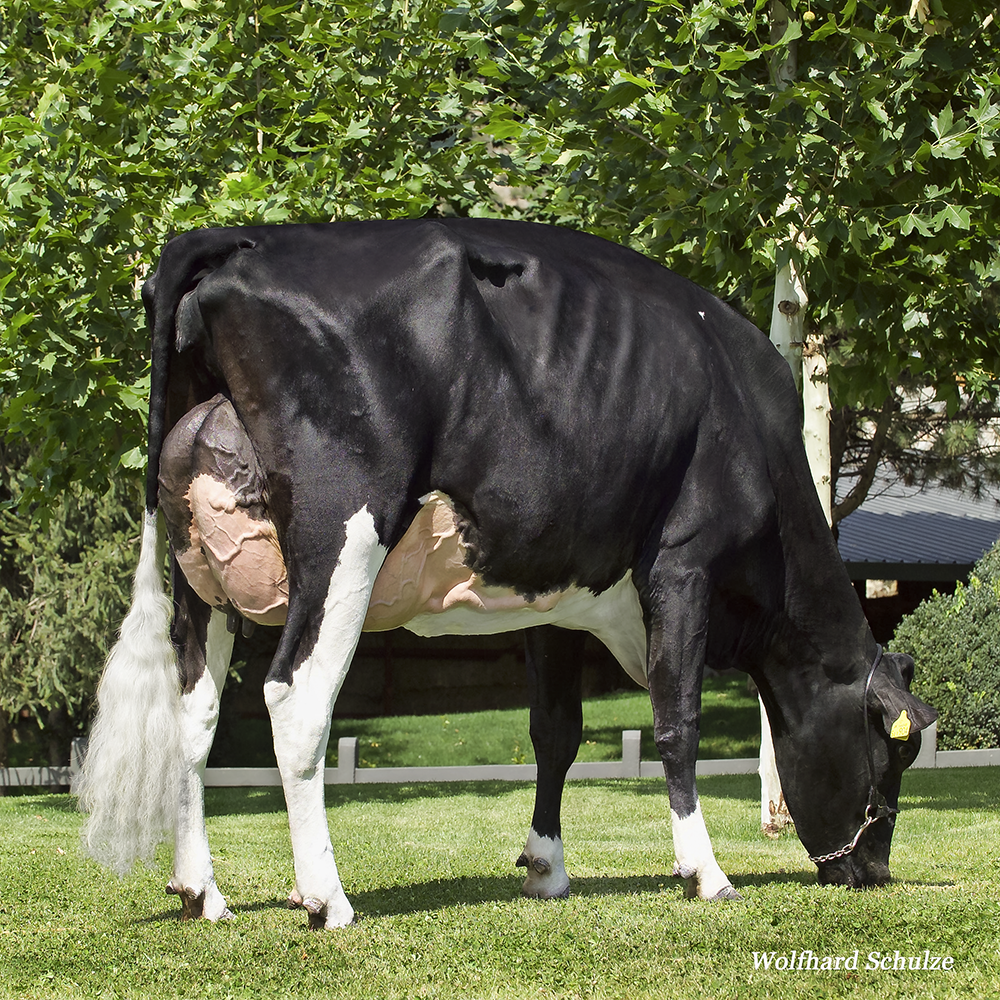 HUDDLESFORD DUPLEX MEDORA VG89 Intermediate Champion European Holstein Show 2013