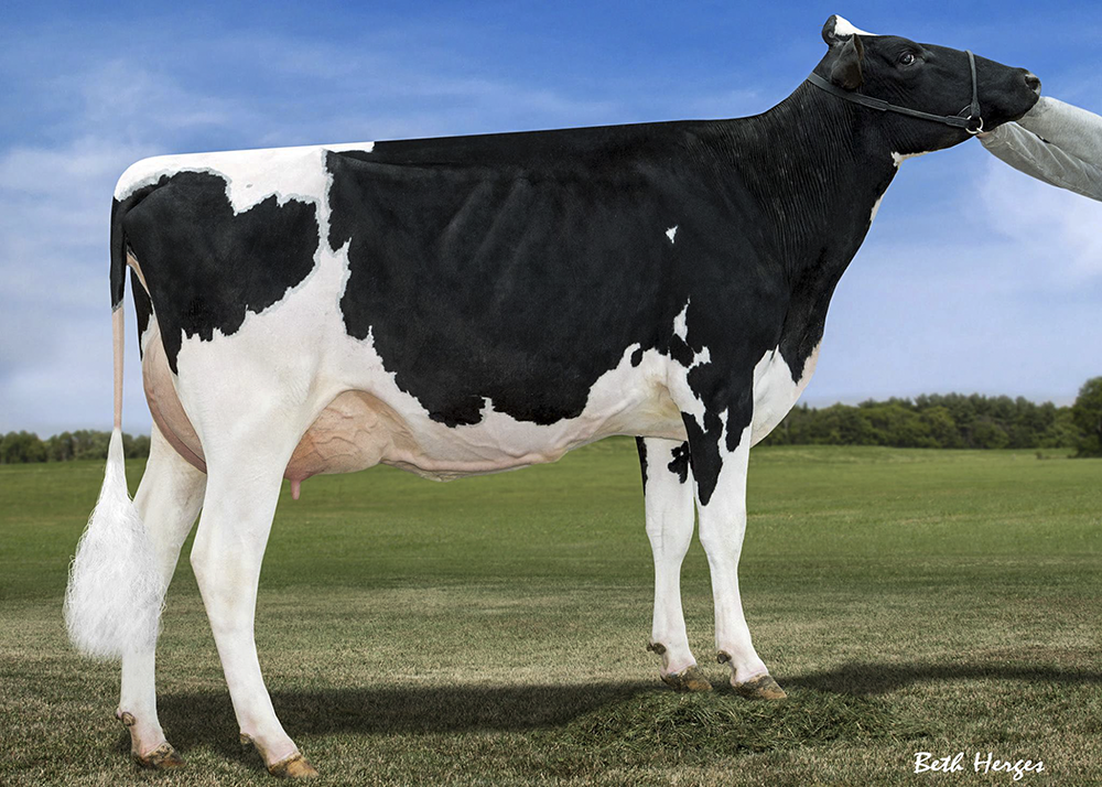 MDF GOLDWYN BREEZER 40 VG-86-2YR 3rd Dam Tony Beauty Her choice of 2 July 2012 sid heifers or 2 March 2013 Damions sells June 24 in the sale