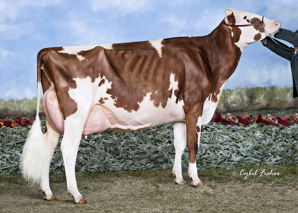 MD-Hillbrook Sunburst Red EX92 (max score) UNDEFEATED in red competition the last four years. 4x All American