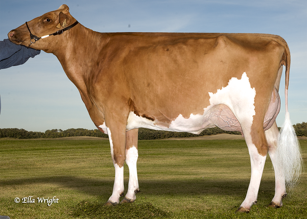 Rainyridge Rampage Barb VG-86 Due in September she sells along with 4 Meridian and 4 Sympatico embryos