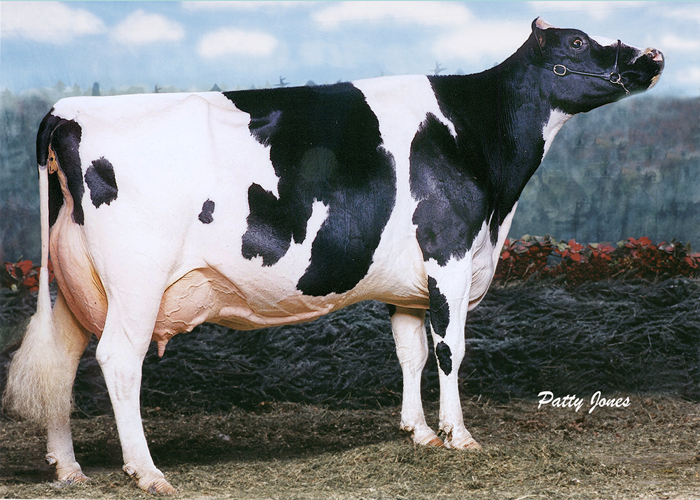 RAINYRIDGE TONY BEAUTY EX-5E-CAN 9* ALL-CANADIAN MATURE COW 1999,1995,1993,1992 ALL-AMERICAN MATURE COW 1999,1995,1992 GRAND ROYAL 1993 GRAND MADISON 1999 RES.GRAND ROYAL 1999,1995