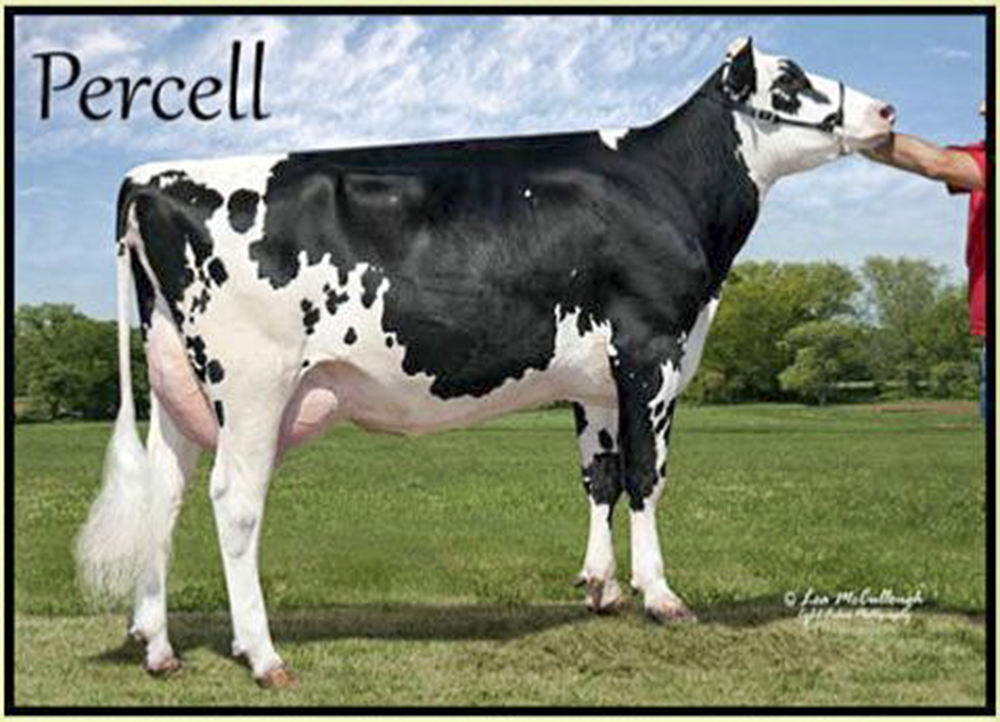 Wormont Shottle Percell    VG-87    87-MS GTPI +2108    PL +5.4    DPR +2.7 