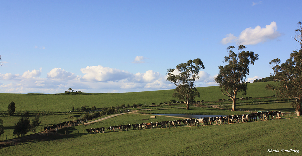 australia dairy landscape
