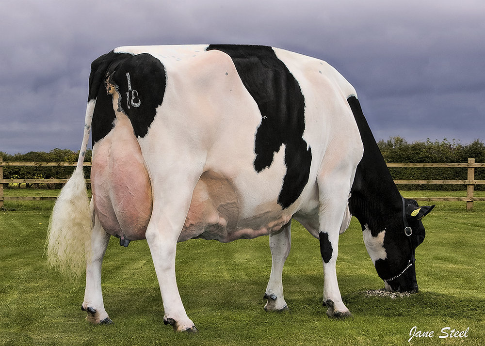 Bressingham Raider Pansy 2 EX-97-4E Pictured after 12 calves