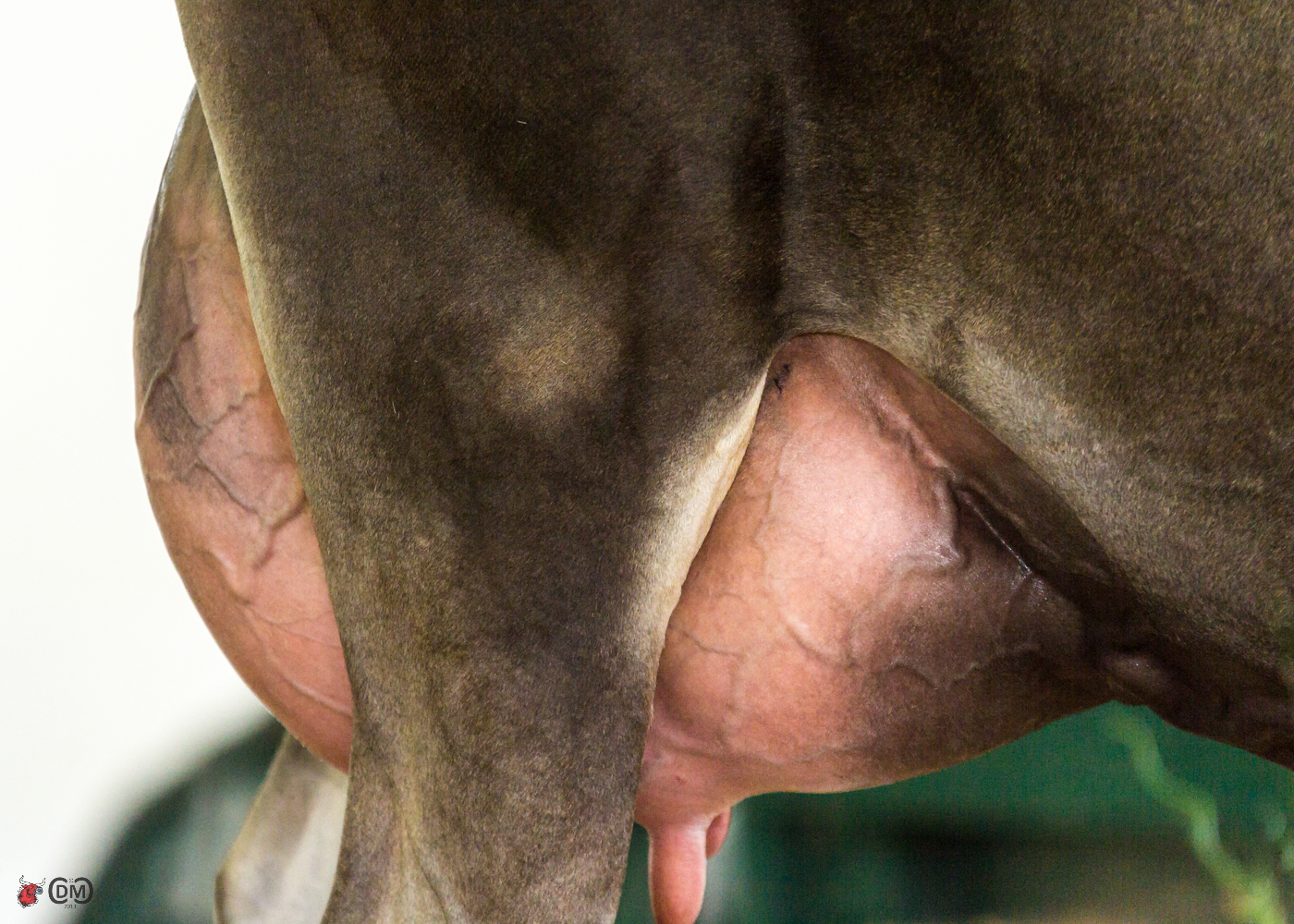 Just fresh - Milo V R Summer VG-89 Max score - All-Canadian Milking Yearling 2012 sold for 32,000 to Budjon - Vail