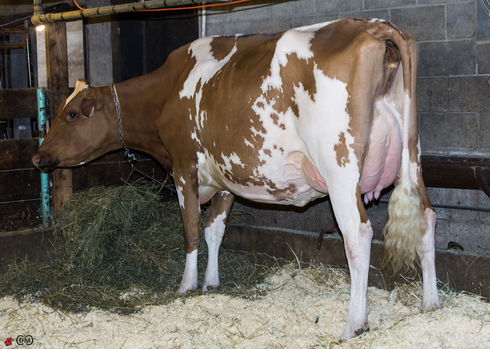 Blondin Desty Sally-Red (VG-87 2y) sold for $30,500
