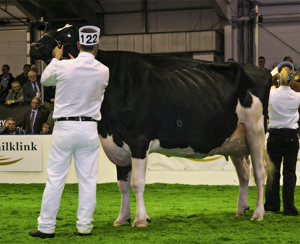 Lavenham Adeen 1st Senior Cow and Black & White Champion AgriScot 2012