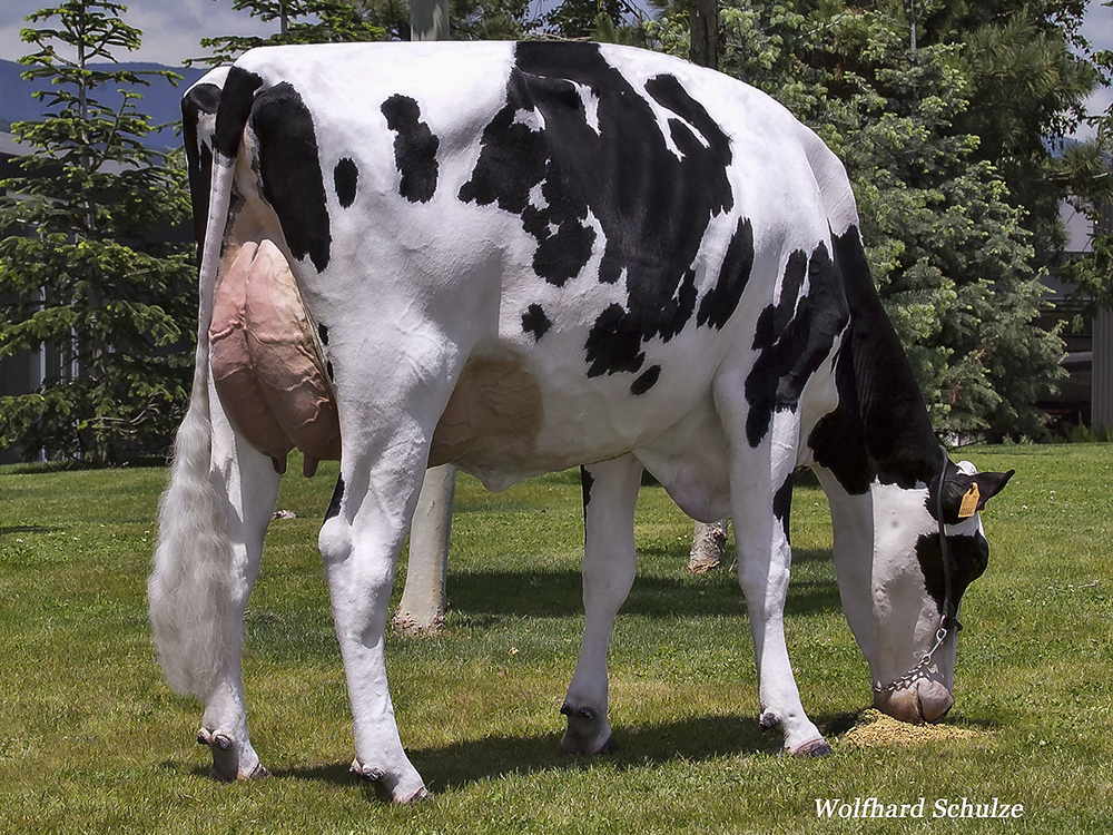 Riverdane Shottle Amber VG-88-UK 2yr High Shottle daughter from the full sister to Atwood!