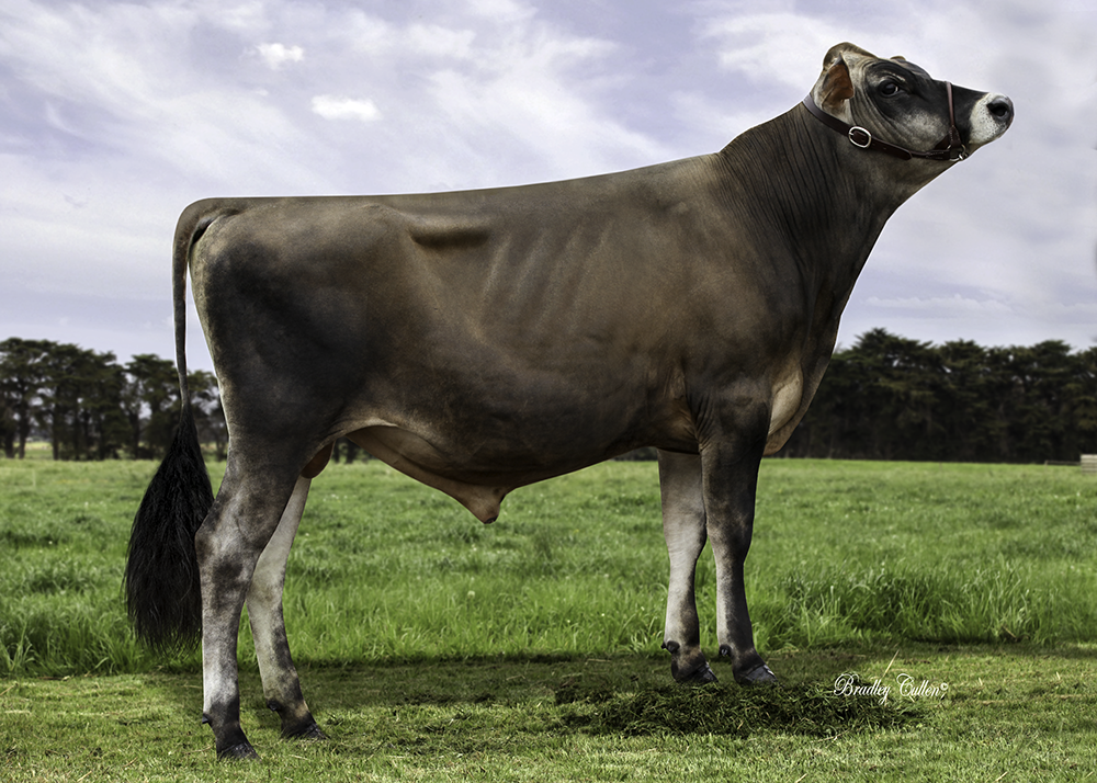 RIVERSIDE EXCITEMENT EXCITATION x RIVERSIDE COUNTRY LOLLYPOP Marketed in North America by Taurus and Browndale Sires.