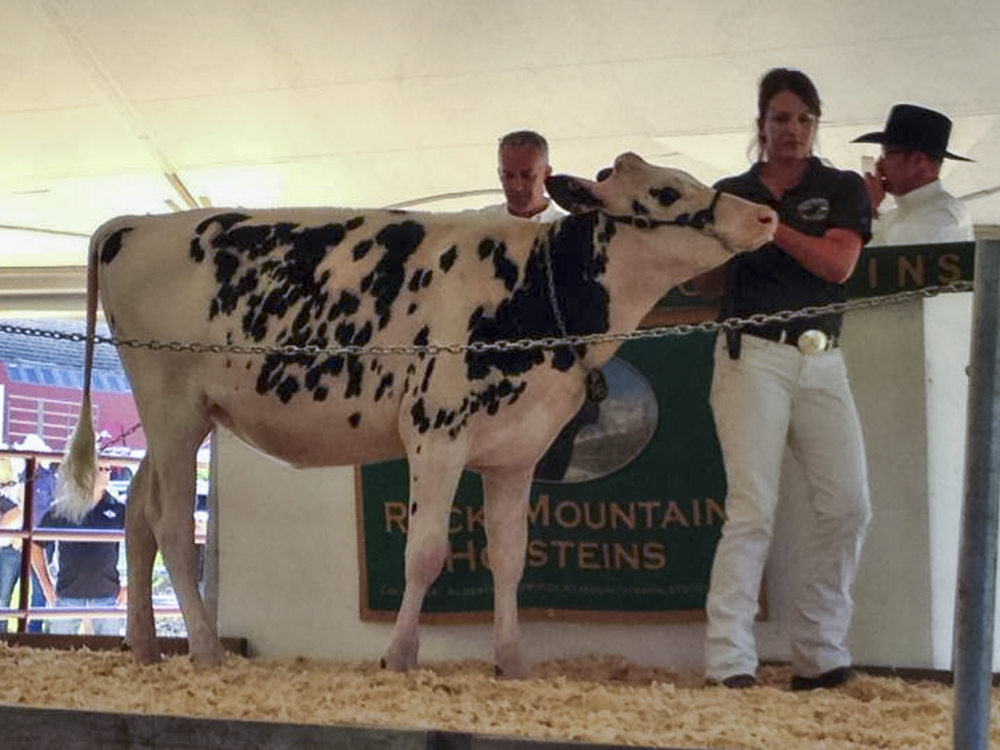 Rockymountain Uno Cheyanne (Lot 16) sold for $270,000 at the Rockymountain High Sale.