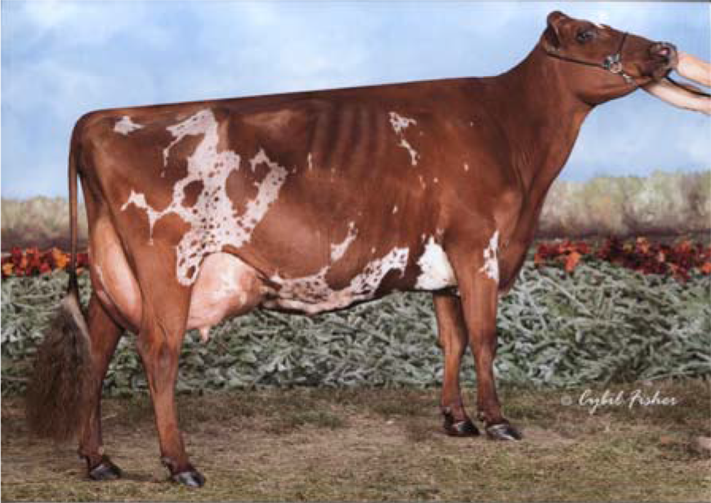 Senior & Grand Champion Sharwards Calimero Megan (Calimero), Aged Cow