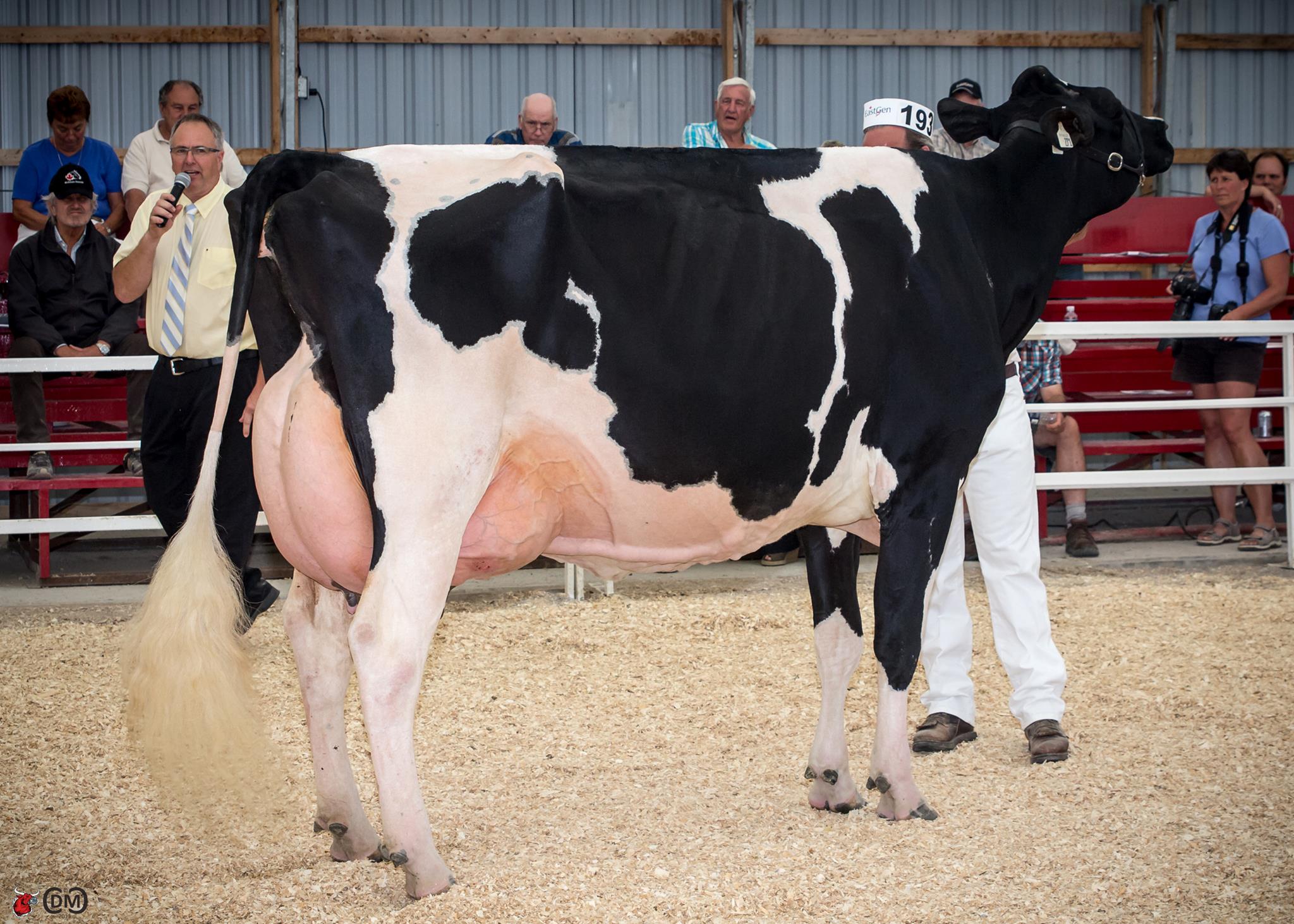 Grand Champion Ontario Summer Show - Calbrett Goldwyn Layla (Goldwyn), Mature Cow, For then owners: Cormdale, Genervations, Kruger, Al-Be-Ro land and cattle.  Now owned by Comestar Holsteins and Ponderosa farms of Spain.