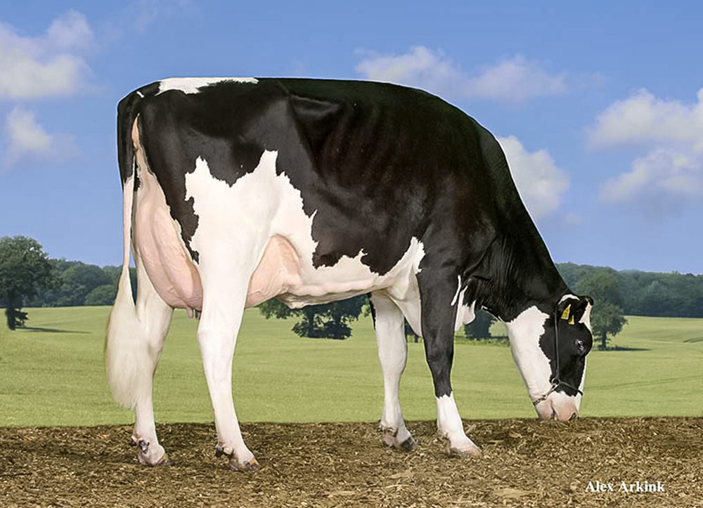 Anderstrup Goldwyn Mali VG-89-DK 2yr. She has 8 sons in AI She has 9 daughter which 8 of them are already contracted @ CRV She is the highest producing 2yr. Old in her herd Maternal sister to the #1 Jango son World Wide: Dukefarm Highlife @ Semex Same family produced the great sire Long-Langs MAN-O-MAN