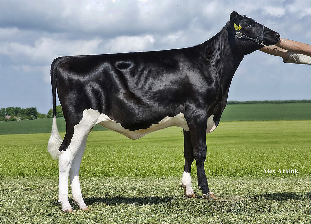 Anderstrup Levi Classi he #1 GTPI Levi-daughter in Europe! Her full sister is the #2 GTPI Levi in Europe Dam is the #3 GTPI Man-O-Man in Europe - #6 GTPI Cow in Europe and #1 NTM Cow in Denmark - Anderstrup MOM Carine VG-89-DK EX-91-MS 2yr.