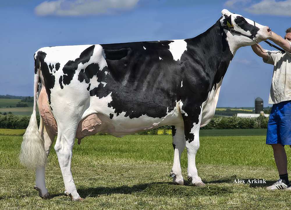 Anderstrup Roumare Gisela VG-89-DK 2yr. Former #1 GTPI Roumare in Europe Dam is the full sister to DT Improver and DT Impress Dam is maternal sister to Tenetic @ Amelis, France Her Grand dam Genua has over 20 sons at European AI's