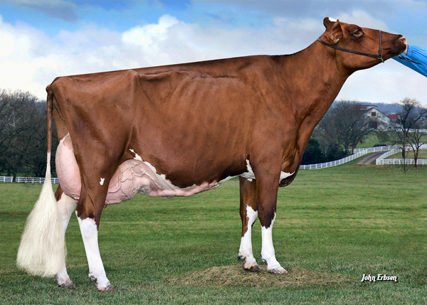 KHW Regiment Apple-Red-ET EX-95 2E  Unanimous All-American Red & White 1st 4-year-old & HM Senior Champion, 2012 International Red & White Show 