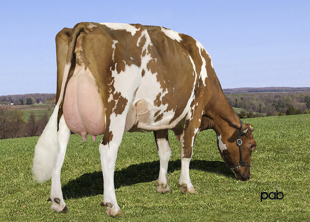 Vieuxsoule Salto Rouquine Ex 91- 1* Dam of Toppi at Browndale Sires