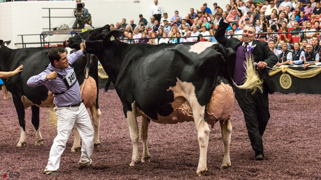 Bonaccueil Maya Goldwyn, exhibited and owned by Ty-D Holsteins, Drolet & Fils, Ferme Jacobs, A. & R. Boulet, Inc, who was crowned Grand and Senior Champion of the 2013 International Holstein Show.