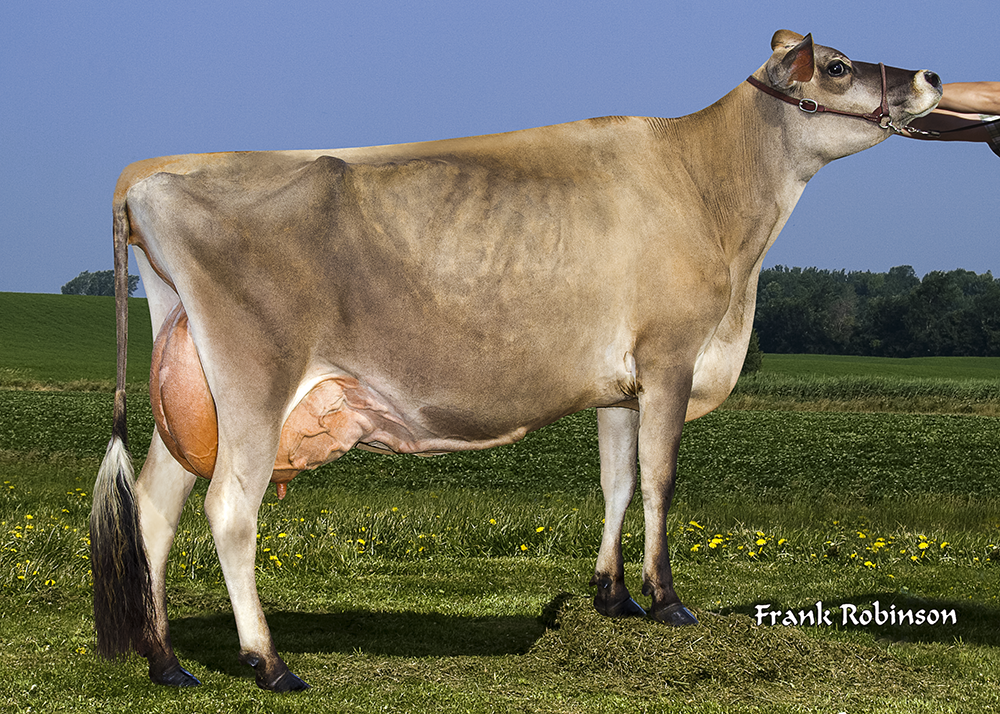 Family Hill Comerica Firefly EX 93 (max score) Dam: Family Hill Avery Fire EX 95 Firefly's Tequila son, Royalty Ridge RF Firepower is at Semex