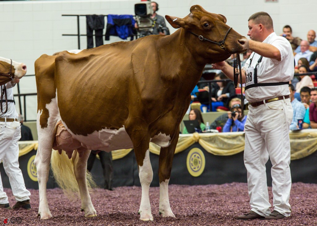 MS Candy Apple-Red-ET Honorable Mention Grand Champion International Red & White Show 2013 Daughter of Apple-Red