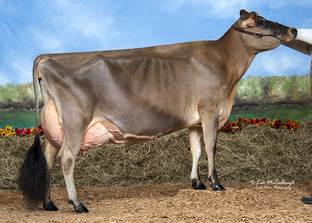 Governor Angel of Family Hill is EX-94 (MAX) 1st Sr 2, Intermediate Champ & Res Grand Champ Western National, 2010 2010 All American Senior 2 1st Sr. 3 Western National, 2011 3rd Sr. 3 All American, 2011 1st 4 year old Western National, 2012 5th 4 year old All American, 2012 3-03 305d 2x 18,450M 5.5% 1,006F 3.7% 684P Dam: Family Hill First Noel EX 91 Gdam: Family Hill Lester Allison EX 92 3rd dam: Leaning Acres Samson Angle EX 95 Angel is owned with Ahnie Seaholm, Tillamook, OR