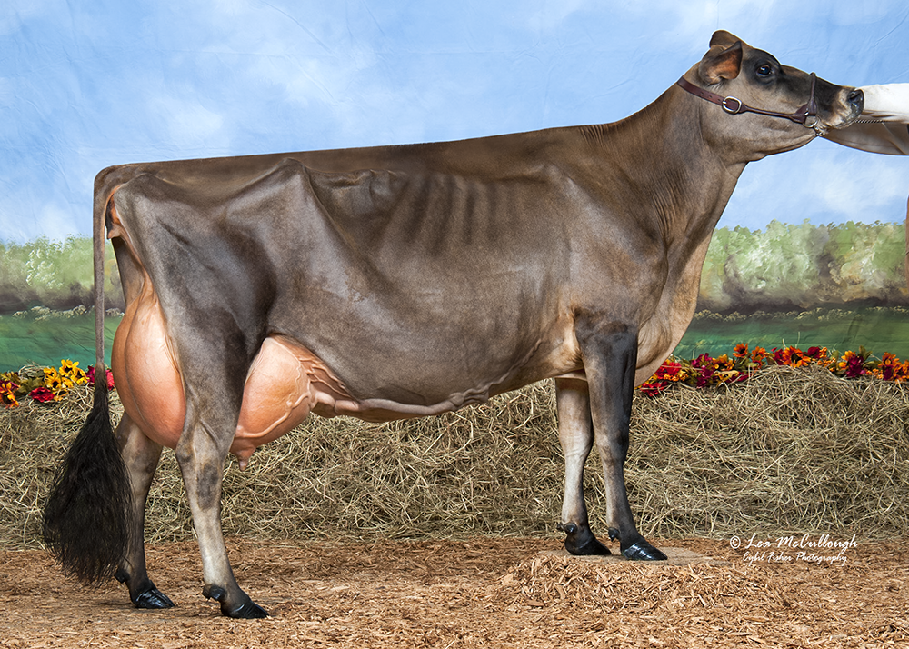 Family Hill Sultan Foxy EX 94 (max score) Reserve All American Aged Cow, 2012 5th 5 yer old All Amerian, 2011 5th 4 year old All American, 2010 3rd Junior 2 All American, 2008 Dam: Family Hill HR Fashion EX 93 Gdam: Goldcrest Mr X Fashion EX 91 Owned by Frigot, Lancaster & Mahovlic