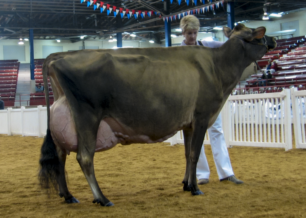 Huronia Centurion Veronica at 10 years old. Photo take  by Karen Knutsen at NY Spring Show