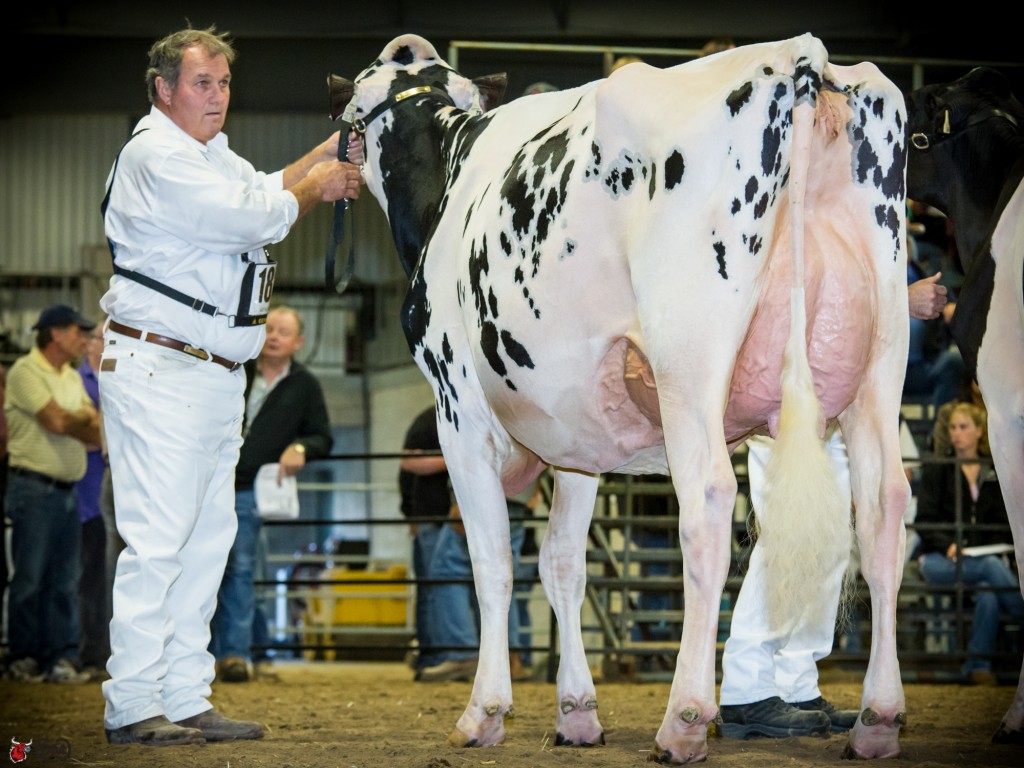 Aftershock daughter from the All Canadian Salem Goldwyn Theresa EX-94
