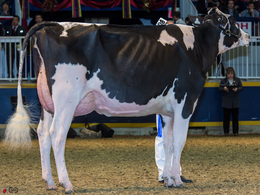 MS Atwood Adrenaline 2nd Milking Yearling Royal Winter Fair 2013